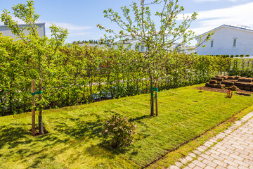 Newly laid lawn with blooming apple trees and peony bush near hedge and stacked sod in sunny spring...
