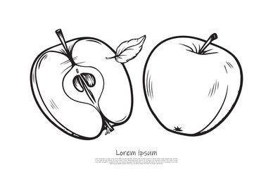 Sketch Art Apples with Leaf and Seeds on White Background, Fruits Design