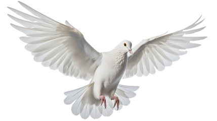dove flying transparent background png