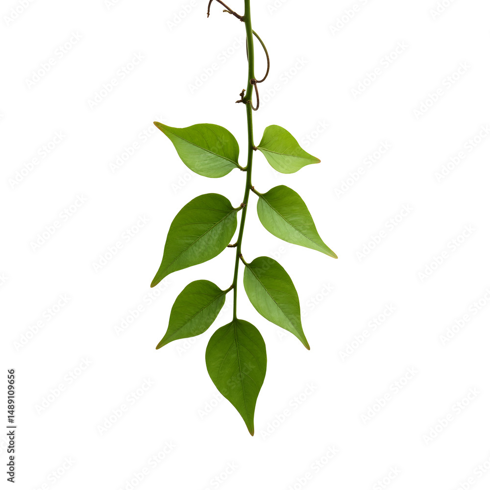 Poster delicate verdant foliage cascading down against a stark backdrop creating a captivating botanical sp