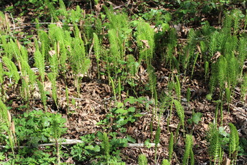 Field horsetail grow on the ground under woods