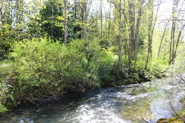 The fresh green of plants surrounding a rapid stream flow in spring