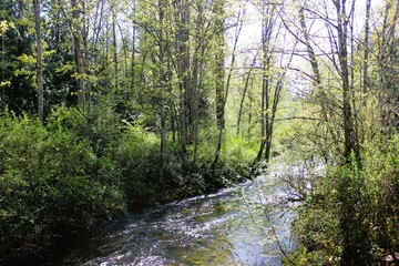 The fresh green of plants surrounding a rapid stream flow in spring