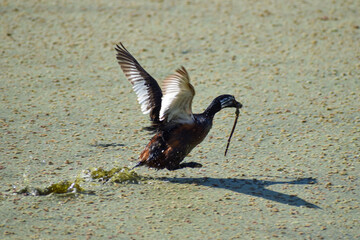 white-tufted grebe (Rollandia rolland), also known as Rolland's grebe, running on a lake in Buenos Aires, Argentina