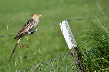 guira cuckoo (Guira guira) perched on a fence in Buenos Aires, Argentina