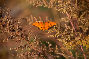 Gulf fritillary or passion butterfly (Dione vanillae) on Artemisia annua plant in fall, seen in Buenos Aires, Argentina
