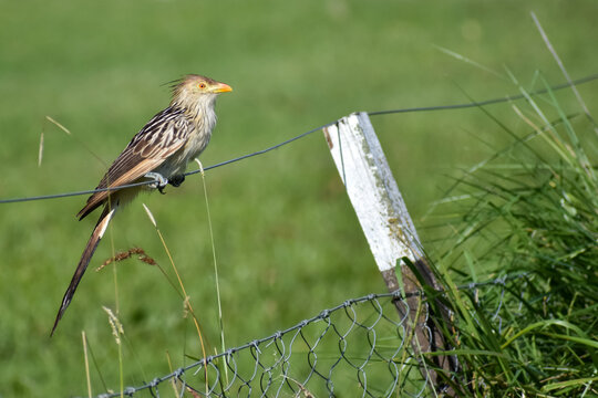 guira cuckoo (Guira guira) perched on a fence in Buenos Aires, Argentina