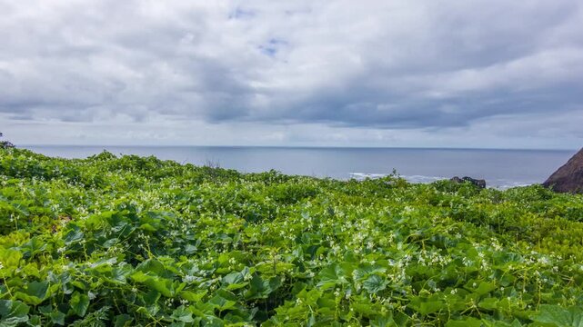 Footage shows Kudzu vine in a natural setting. Known for aggressive spread and ability to climb trees and structures in warm climates.