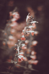 A stem of coral-toned flowers