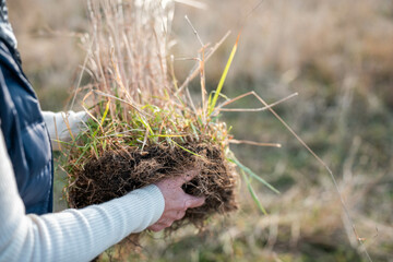 female farmers wife collecting soil samples in a test tube in a field. Agronomist checking soil...