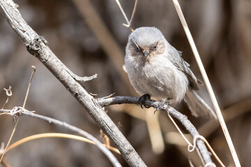 A wild bushtit in a bush in the mountains of Colorado.