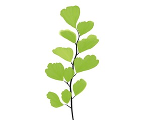 green leaves isolated on white background