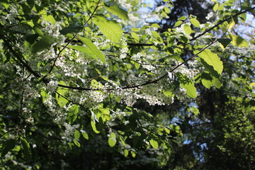 The growth of new leaves with white flower blossoms on tree branches 