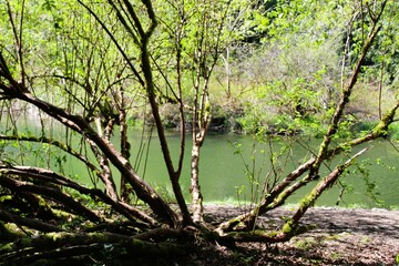 The tree trunks near the river bank grows in several different directions