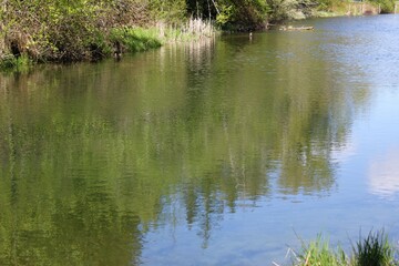 Reflection of trees in water