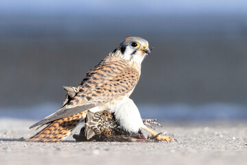 A wild American kestrel eats a European starling in a park in Colorado.