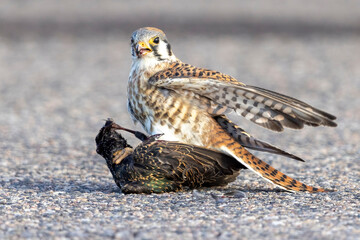 A wild American kestrel eats a European starling in a park in Colorado.
