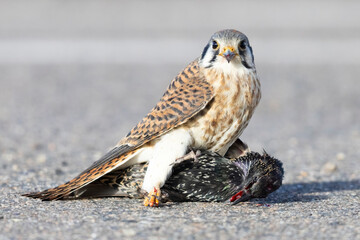 A wild American kestrel eats a European starling in a park in Colorado.