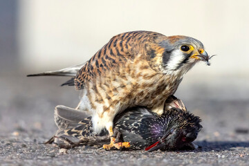 A wild American kestrel eats a European starling in a park in Colorado.