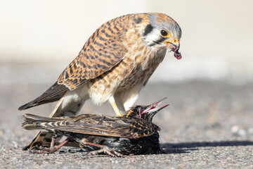 A wild American kestrel eats a European starling in a park in Colorado.