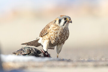A wild American kestrel eats a European starling in a park in Colorado.