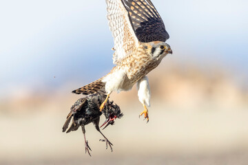 A wild American kestrel eats a European starling in a park in Colorado.