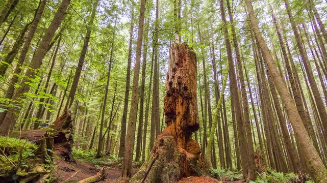 Sequoia sempervirens, or coast redwoods, are majestic evergreen conifers that can live over 2,000 years. Found in California, they are among the tallest trees on Earth.