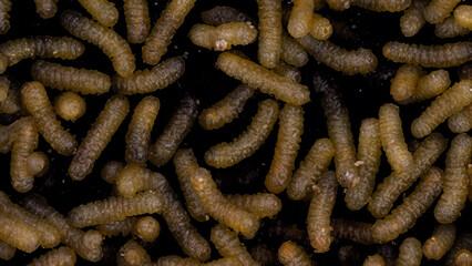 Close-up view of numerous small, light brown segmented larvae on a dark surface