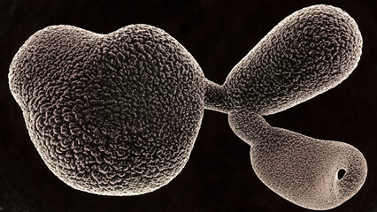 Microscopic view of a fungal spore, exhibiting intricate surface texture