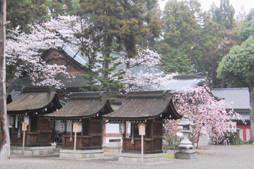 日本：建部大社／本殿の横に並ぶ社／滋賀県大津市