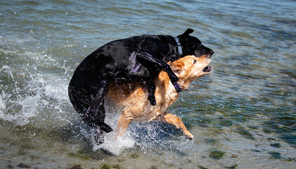dogs playing at the beach