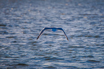seagull in flight