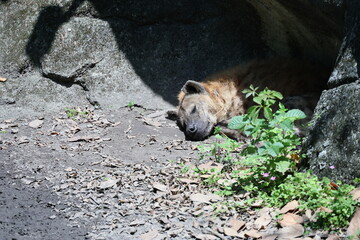 Spotted hyena.