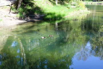 Ducks swimming in the water with the reflection of the trees