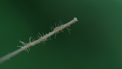 Close-up of a plant root, showcasing fine rootlets