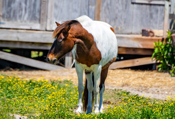 wild horse on ocracoke island