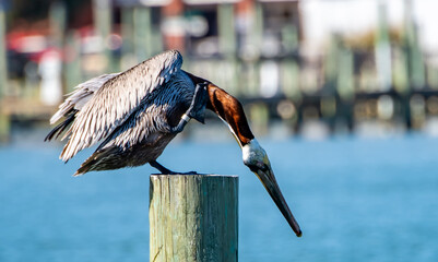 pelican on a post