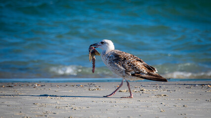 A seagull on the beach eating a fish.