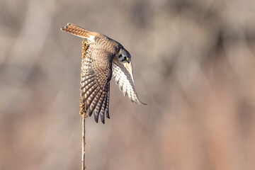 A wild American kestrel in a park in Colorado.