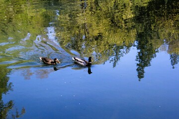 Ducks swimming in the water with the reflection of the trees