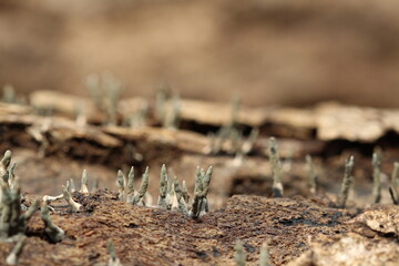 Xylaria hypoxylon Growing on Decaying Wood