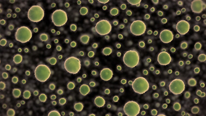 Microscopic view of numerous small, round, green organisms on a dark background.  Detailed close-up image of microscopic life forms