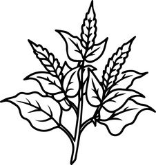 holy basil flowers outline vector and illustration, coloring book page