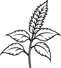 holy basil flowers outline vector and illustration, coloring book page
