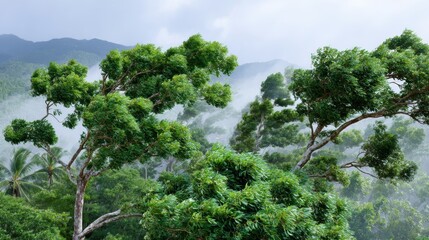 Fototapeta premium Lush green trees amidst misty mountains, showcasing nature's beauty in a tranquil and serene environment.