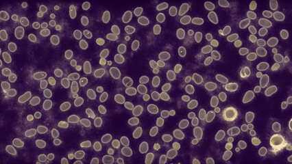 Microscopic view of numerous oval-shaped cells against a dark background.  Clusters of organisms
