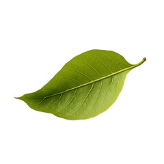Fototapeta premium Detailed Avocado Leaf Displaying Intricate Veins and Lush Green Texture Against a Stark Setting