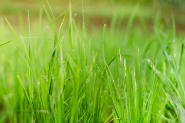 Rice Seedlings Emerging in Flooded Field