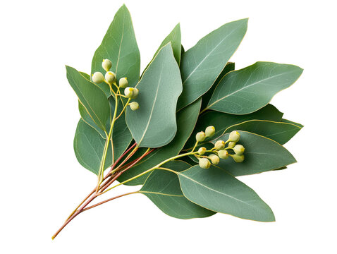 A bunch of eucalyptus leaves with small yellow flowers, isolated on a transparent background, PNG file.