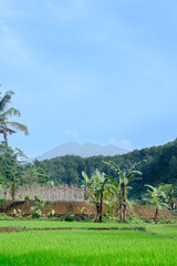Scenic Rice Fields with Banana Trees and Mountain Background under Blue Sky